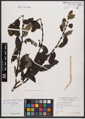 Salix bicolor Ehrh. ex Willd.